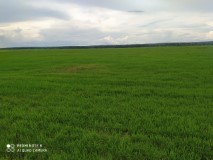 Bauernhof mit 4114 ha in Tocantins - Brasilien