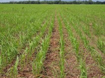 Fazenda de soja no Tocantins